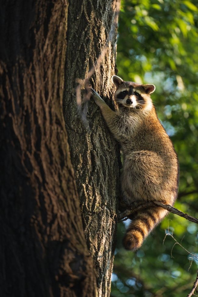 ¿Qué significa soñar con mapaches?