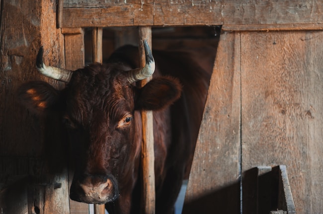 ¿Qué significa soñar con una cabeza de toro?