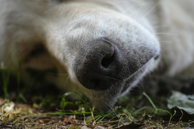 ¿Qué significa soñar con perros muertos?