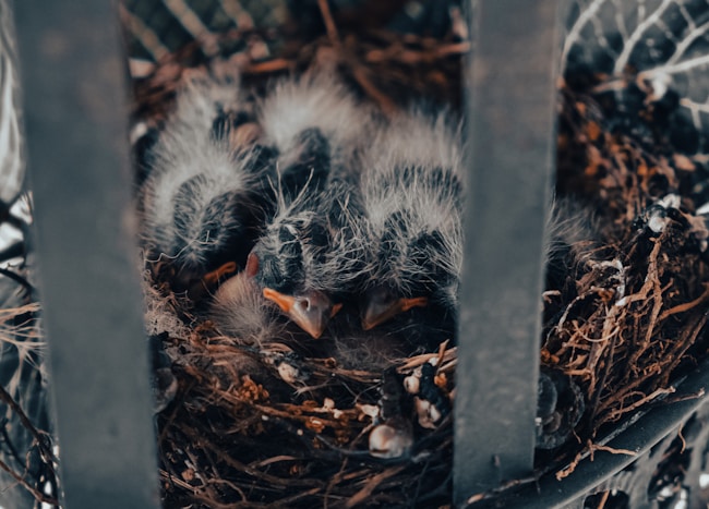 ¿Qué significa soñar con crías de pájaros o aves?