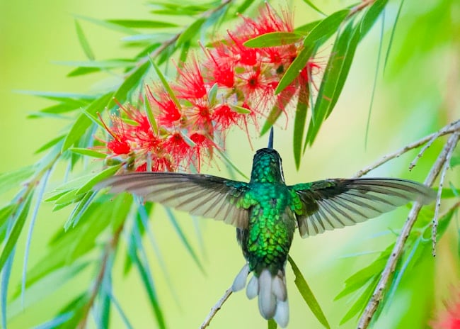 ¿Qué significa soñar con colibríes?