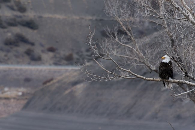 Que signifie rêver d'un aigle ?